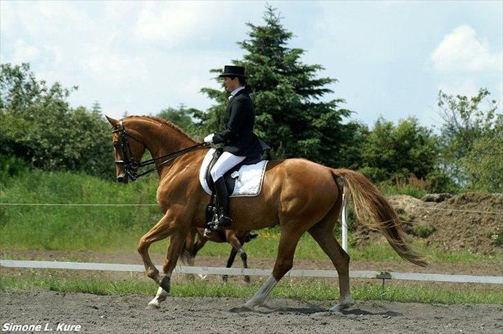 Branderburger Duccio - dressur taget af Simone Küre :) billede 4