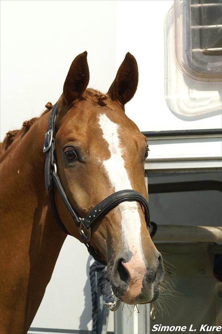 Branderburger Duccio - Duccio AKA. Dudu er min mors dressurhest, som jeg har lånt lidt på springbanen ;)  billede 2