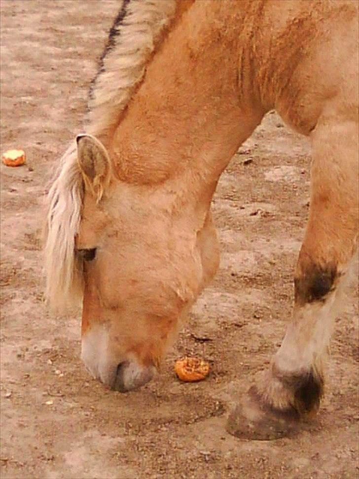 Fjordhest Marinus AKA. Ædefræsser/Dovendyret* :* <3 - Foto : Mig :) <3 billede 8