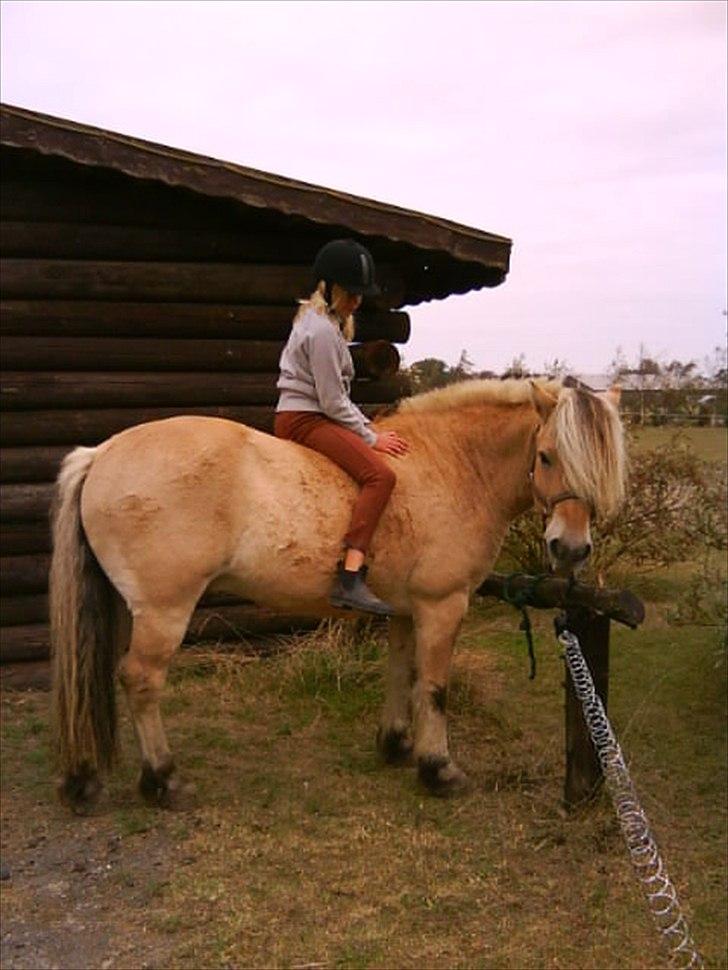 Fjordhest Marinus AKA. Ædefræsser/Dovendyret* :* <3 - Hygge <3 Foto : Jeanette Nielsen <3 billede 6