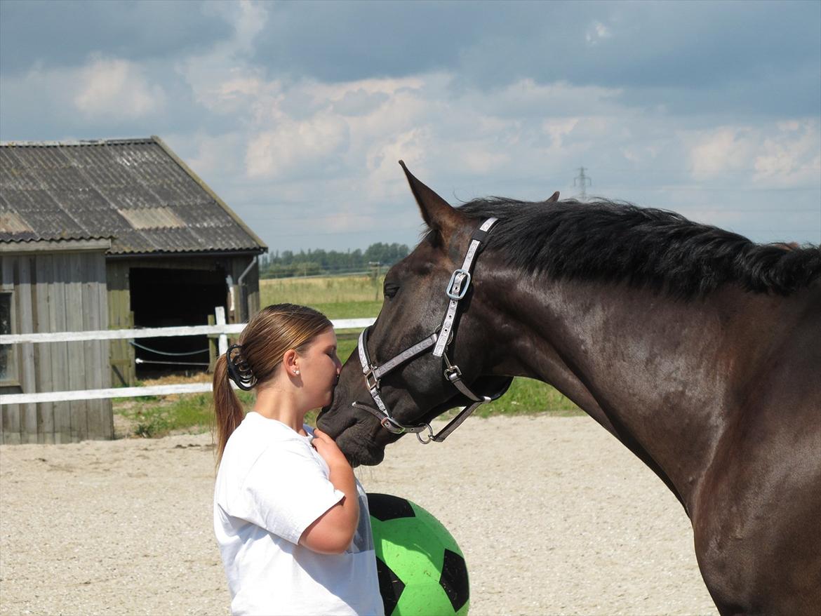 Dansk Varmblod Satchmo R.I.P billede 11