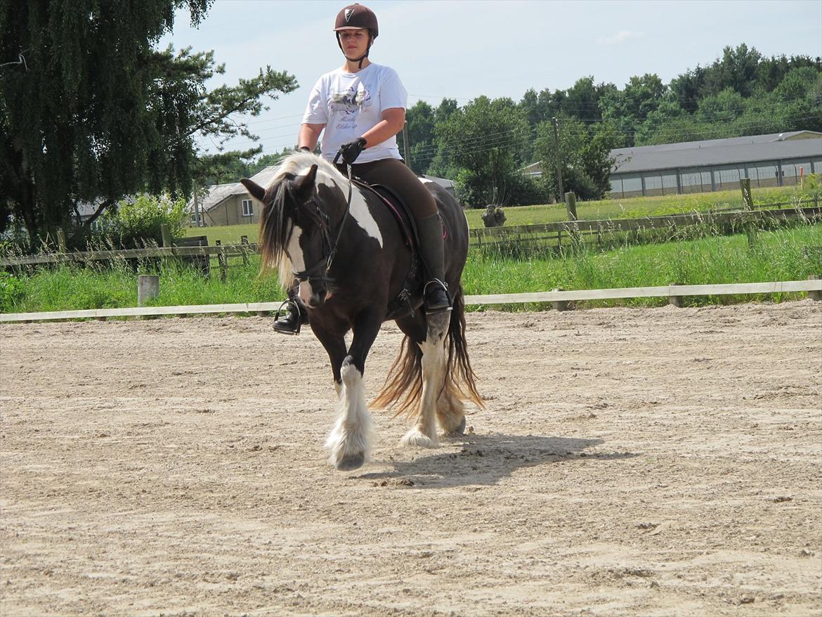 Irish Cob Mischa billede 6