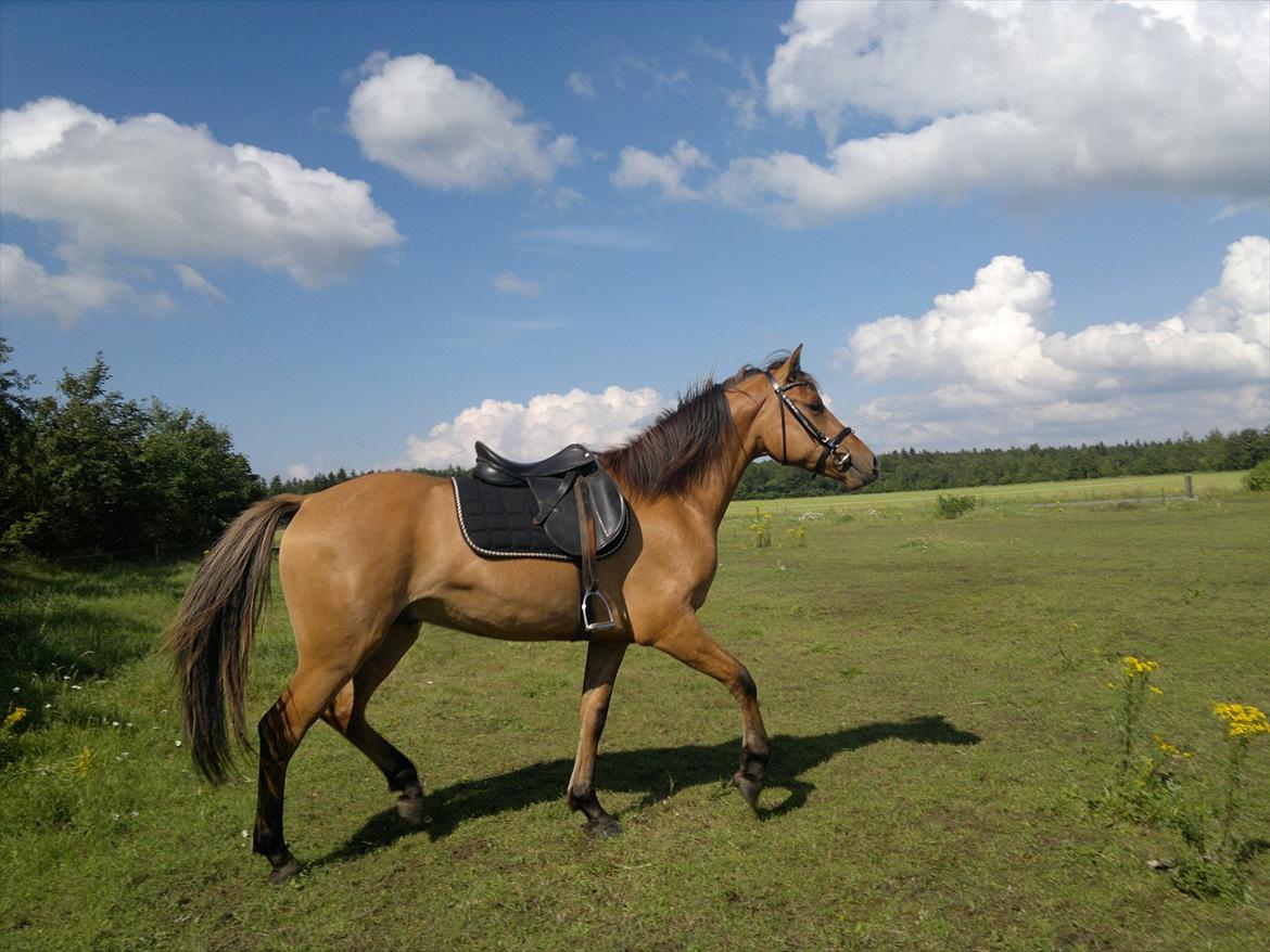 Anden særlig race Adeilo *R.I.P* - En rytter er ikke en rytter uden sin hest, men en hest er stadig en hest uden sin rytter billede 4