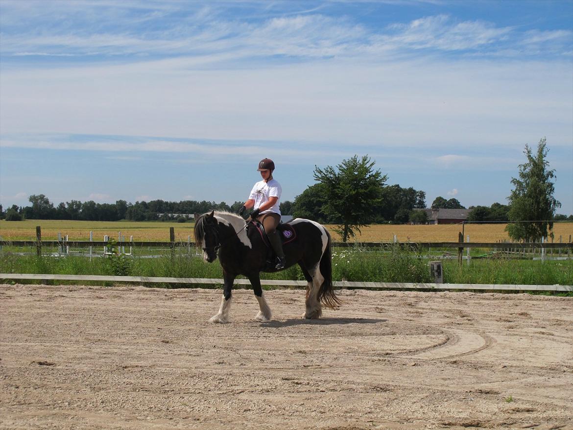 Irish Cob Mischa billede 13