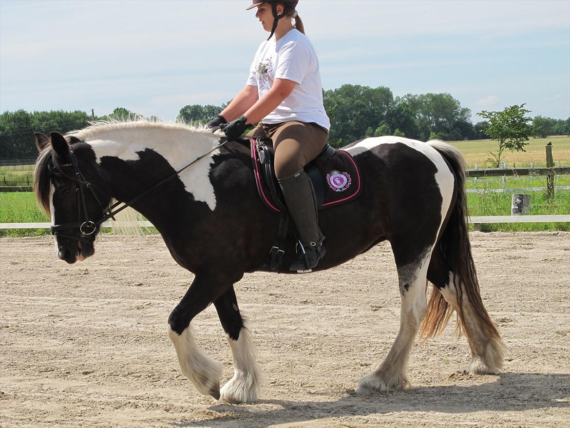 Irish Cob Mischa billede 14