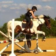 Pinto Clements Spotty Monty