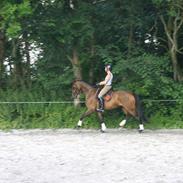 Dansk Varmblod Haxholm's Cindi