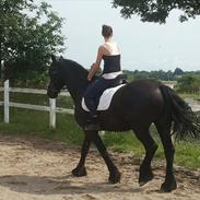 Frieser Meiko van Rhauderfehn ( Tidligere lånehest)