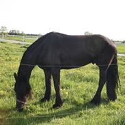 Frieser Meiko van Rhauderfehn ( Tidligere lånehest)