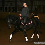 Anden særlig race Princess