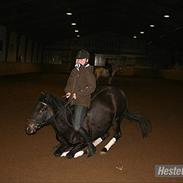 Anden særlig race Princess