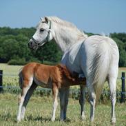 Welsh Pony (sec B) Korreborgs Josephine [tidl. part] SOLGT