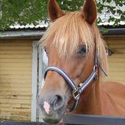 Anden særlig race anja