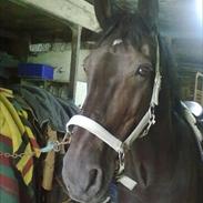 Oldenborg Condor Rævdal