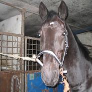 Oldenborg Condor Rævdal