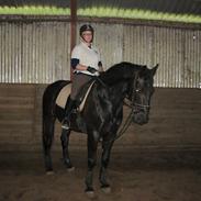 Oldenborg Condor Rævdal