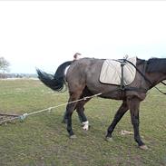 Traver Laburnum Dryad