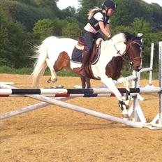 Pinto Clements Spotty Monty
