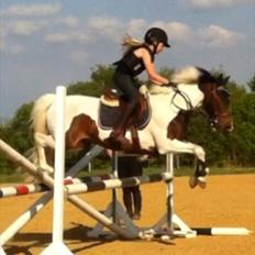 Pinto Clements Spotty Monty