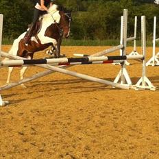Pinto Clements Spotty Monty