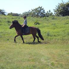 Islænder Gigja. (låne hest) 