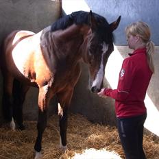 Dansk Varmblod Que Vadis <3