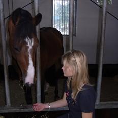 Dansk Varmblod Que Vadis <3