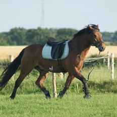 New Forest Luxie