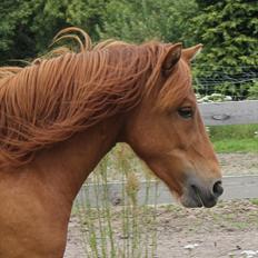 Islænder Hilde fra freersvang