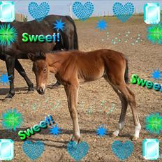 Dansk Varmblod Nautrups Moonlight