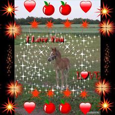 Anden særlig race Beauty Surprice  solgt