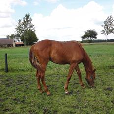 Dansk Varmblod Don Amigo