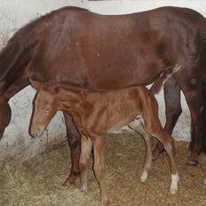 Dansk Varmblod Don Alison