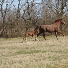 Dansk Varmblod Don Alison