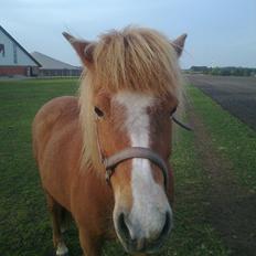 Islænder Pyrla frá Eyjólfsstödum