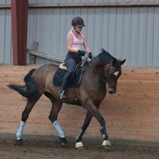 Tysk Oldenburger Milano af Hvarre