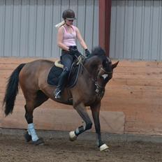 Tysk Oldenburger Milano af Hvarre