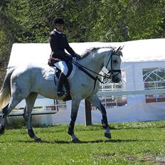 Hollandsk Varmblod Ursela