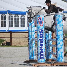 Hollandsk Varmblod Ursela