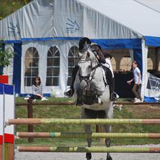 Hollandsk Varmblod Ursela