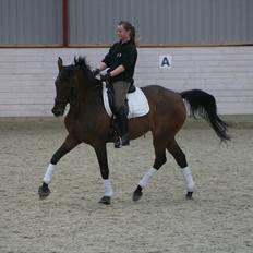 Dansk Varmblod Anja - solgt