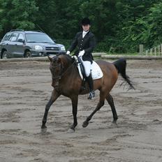 Dansk Varmblod Anja - solgt