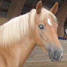 New Forest Kjantes valentijn Isabella <3 