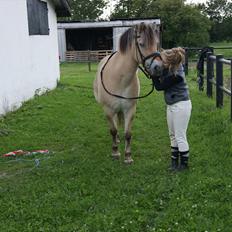 Fjordhest Beersmindes Tarzan