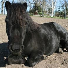 Dansk Miniature Pari Maluri (Silke)