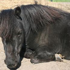 Dansk Miniature Pari Maluri (Silke)