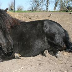 Dansk Miniature Pari Maluri (Silke)