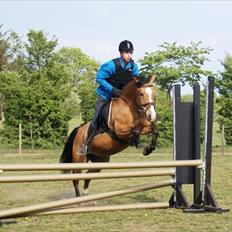 Anden særlig race Melody