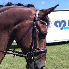 Anden særlig race Nico