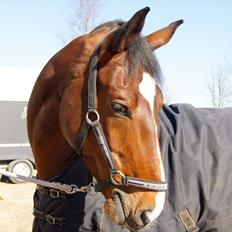 Anden særlig race Nico